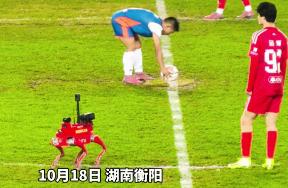 “湘超”赛场内惊现“汪星人”，它是想看球赛吗？谁家的？快来领回去！