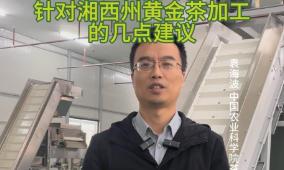 中农科院茶研究所专家针对湘西州黄金茶加工提出几点建议 