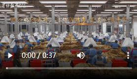 湘西鹤盛公司：启动新烤季 供岗近千个