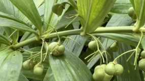黄精：炮制后身价倍增，“药材”到“产品”，才能让老百姓真正致富
